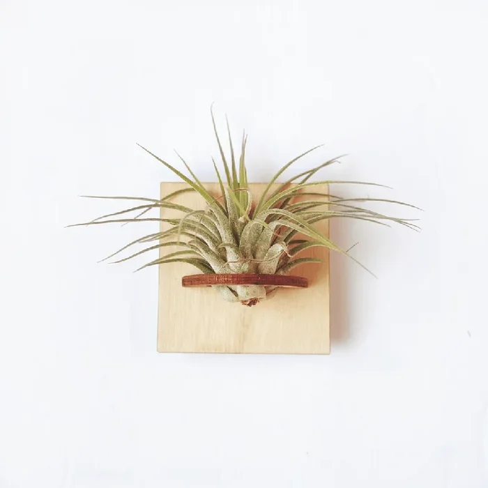 Square Mini Magnetic Geometric Plant Holder with Plant