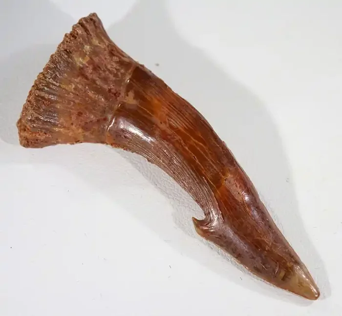 Top Fossil Rostral Barbed Tooth from Sawfish,Morocco SU 144
