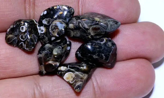 TURRITELLA 6 STONES NICE PATTERN 54 CTS ADG-344